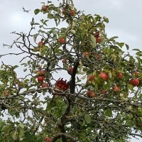 Apple Day 2016