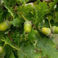 Acorns