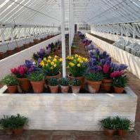 Bulb Display