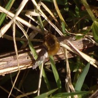 Bee Fly