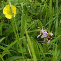 Bee Orchid