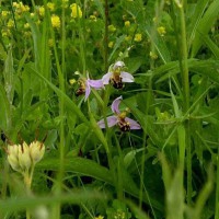 Bee Orchid