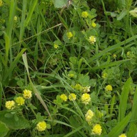 Black Medick