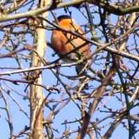 Bullfinch