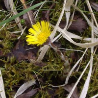 Colt's Foot