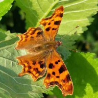 Comma