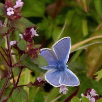 Common Blue