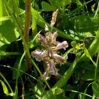 Broomrape