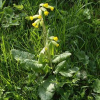 Cowslip