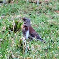 Fieldfare