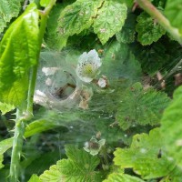 Funnel Web