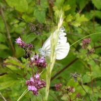 Green Veined White