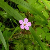 Herb Robert