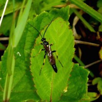 Ichneumon Wasp