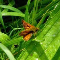 Large Skipper