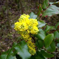 Mahonia