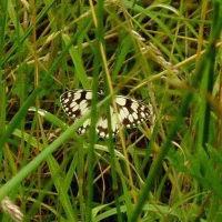 Marbled White