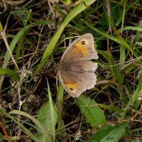 Meadow Brown