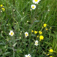 Oxeye Daisies