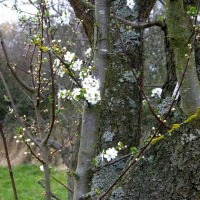 Plum Blossom