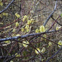 Pussy Willow