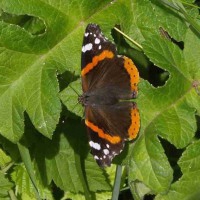 Red Admiral