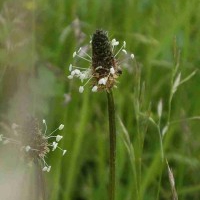 Ribwort Plantain