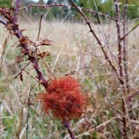 Robin's Pincushion