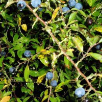 Sloes