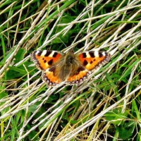 Tortoiseshell