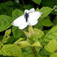 Small White