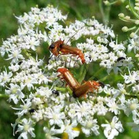 Soldier Beetles