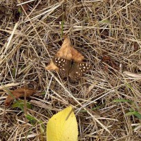 Speckled Wood