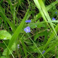 Speedwell