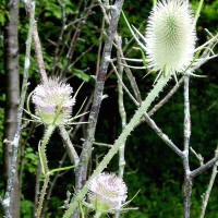 Teasel