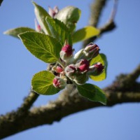 Apple Blossom