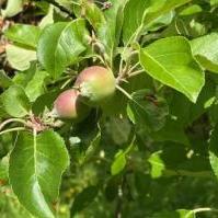 Apples - July 2025