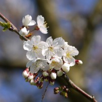 Cherry Blossom