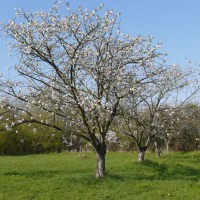 Cherry Blossom