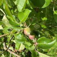 Apples - July 2025