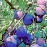 Monarch Plum