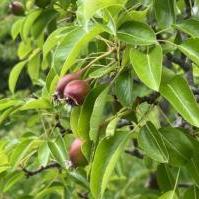 Pears - July 2025