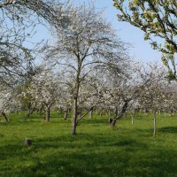 Plum Blossom