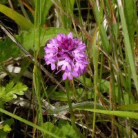 Pyramid Orchid