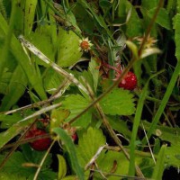 Wild Strawberries